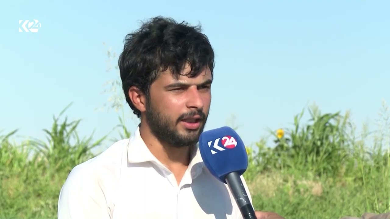 ڤیدیۆ | ئەمساڵ لە ئاکرێ سێ هەزار دۆنم زەوی بە تەماتە داچێندراوە