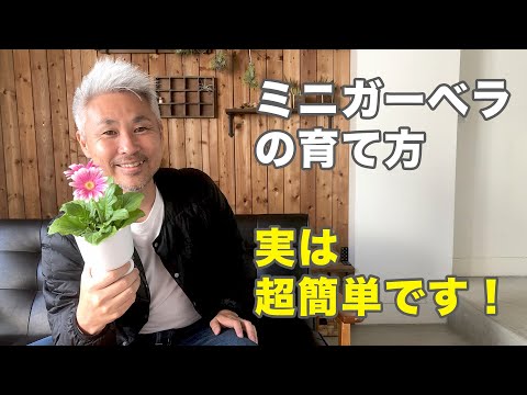 ガーベラの植え方や室内の冬のメンテナンスにいつ水をやるのか