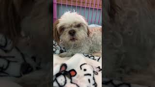 LOOKING FOR OWNERS – CHOCOLATE MALE POMERANIAN AND FEMALE SHIHTZU