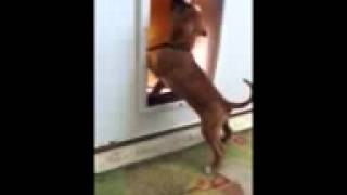 Ares Gets The Dog Door!