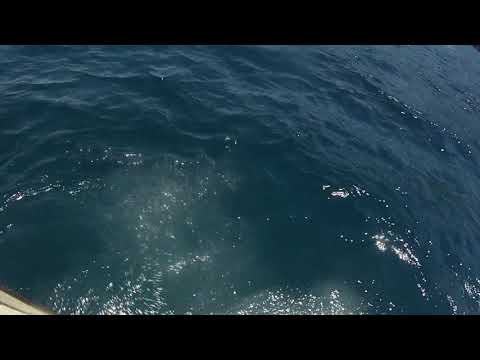 MONSTER YELLOW TAIL KINGFISH  FREE DIVING