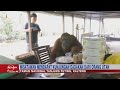 Orangutan Sapa Wisatawan Di Taman Nasional Tanjung Puting Kalteng Realita 23 02