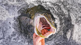 BEST Ontario Pike Fishing I've ever seen!
