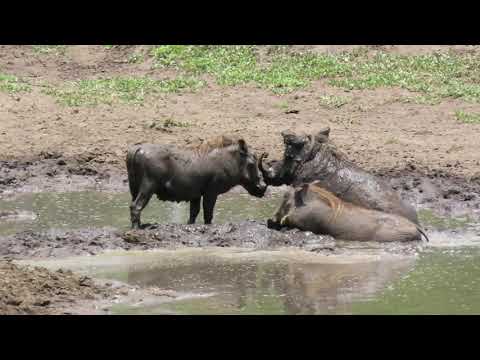 Muddy Warthogs