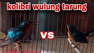 Download lagu Suara Kolibri Wulung Gacor Tarung Ngotot Full Tembakan Bongkar Isian mp3