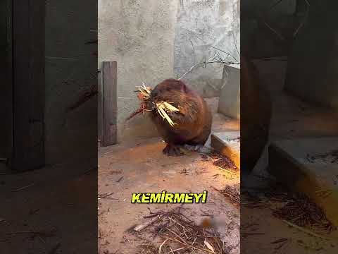 Kunduzlar Neden Sürekli Ağaç Kemiriyor?