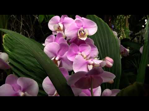 , title : 'bloementuin en orchideeën'
