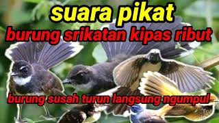 Download lagu suara pikat super ampuh burung srikatan kipas ribut mp3 Download lagu suara pikat super ampuh burung srikatan kipas ribut mp3