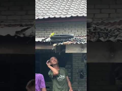 burung bandangan lepas‼️perhatikan yang baju ijo pake jurus ular 🐾bikin kabur aja😀