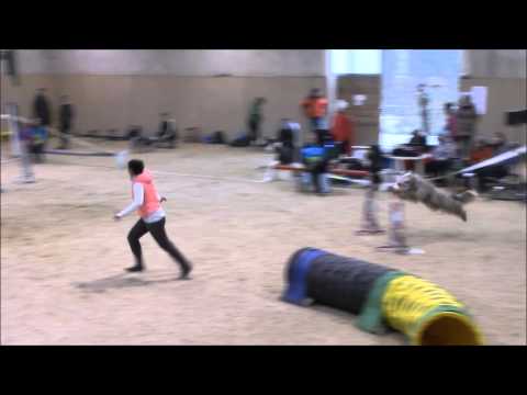 19. 3. 2016 Březnové trojzkoušky agility