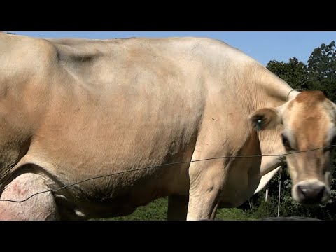 Produtores de Presidente Nereu colhem bons resultados com produção de leite