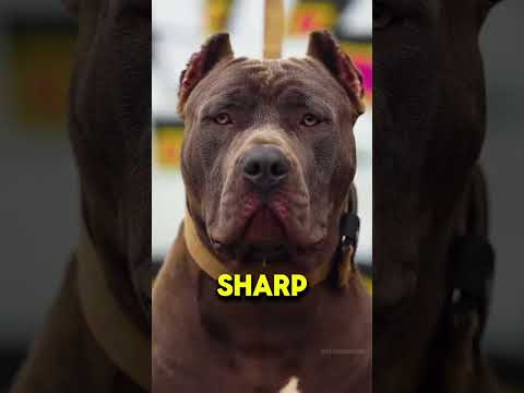 trained dogo vs Pitbull comparison - pittbull vs dogo argentino real video