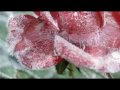 Richard Clayderman. Love song in winter 