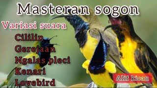 Download lagu MASTERAN SOGON ISIAN CILILIN, GEREJA, PLECI, KENARI, LOVEBIRD mp3
