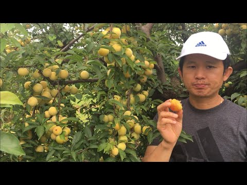 Picking apricots and yellow plums at the USA 🇺🇸 FARM