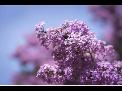 Lilac (2018) by Stephanie Ann Boyd performed by Holly Roadfeldt