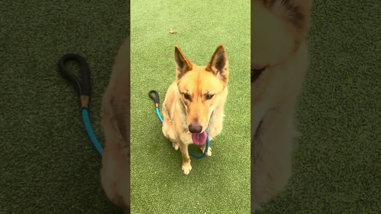 Enlarge CONNIE, a Adoptable mixed breed in Upland, CA video 6/6