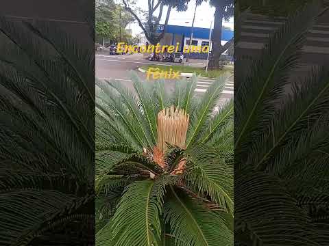 cortes,Maringá Paraná,encontrei uma fênix