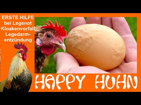 , title : 'E174 Legenot und Kloakenvorfall - Erste Hilfe für Hühner - HAPPY HUHN - Probleme bei der Eiablage'