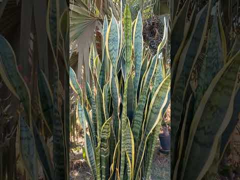 #espada de são Jorge #espada de Santa Barbara #mini orquídea e paisagens #minas gerais 🤗🙏🏽🌹