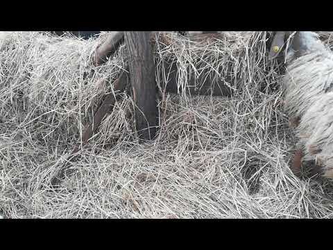 Le mucche covano latte