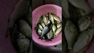 Download lagu Ikan bangah mancing hasil casting mp3 Download lagu Ikan bangah mancing hasil casting mp3