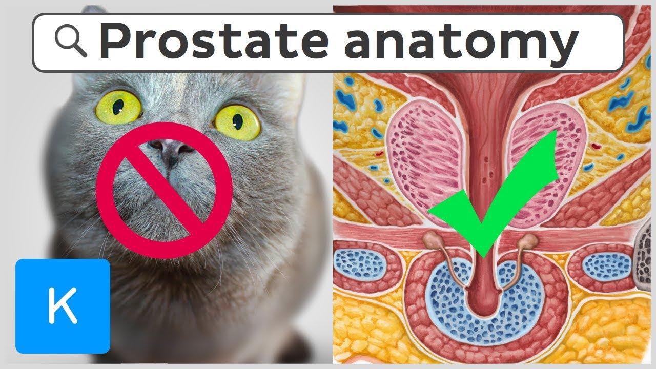 How and where to find the best Human anatomy tools | Kenhub