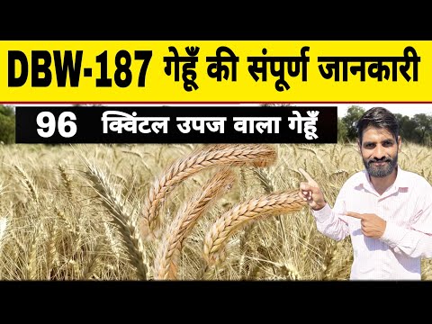 Dried dbw 187 karan vandana wheat seed, for agriculture, pac...