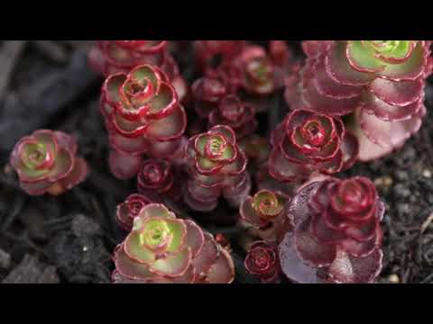 download lagu mp3 mp4 Stonecrop Sedum Spurium Fuldaglut, download lagu Stonecrop Sedum Spurium Fuldaglut gratis, unduh video klip Stonecrop Sedum Spurium Fuldaglut