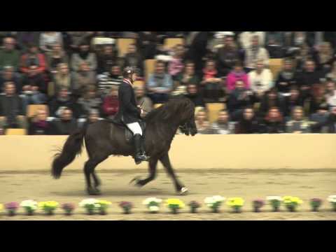 WorldTölt 2013 - Arnþór frá Auðsholtshjáleigu