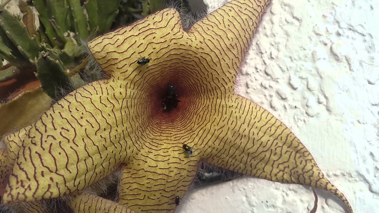 ¿Cómo se llama esta planta de flor de olor pésimo