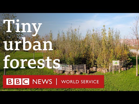 The tiny urban forests bringing nature to the heart of the city - BBC World Service