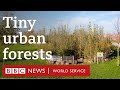 The tiny urban forests bringing nature to the heart of the city - BBC World Service