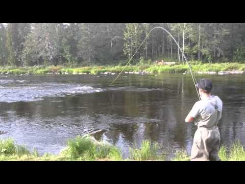 Simojoki 2015, lohi 98cm