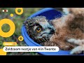 Deze jonge oehoes moeten even op de weegschaal