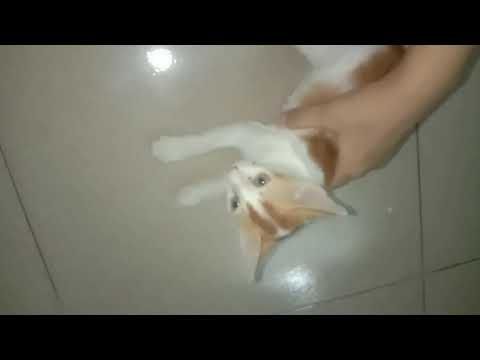 Puchi cat blog 20 #funny cat - Ahnaf Tasin