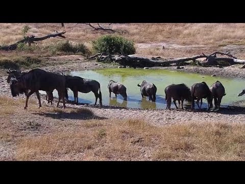 Djuma: Wildebeest come to the pan for a drink - 14:11- 05/27/19