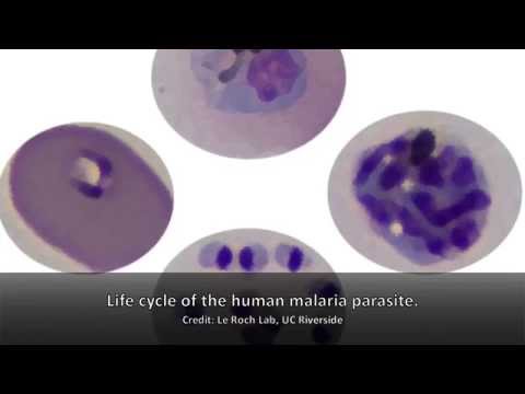 malária parazita fejlődési ciklus