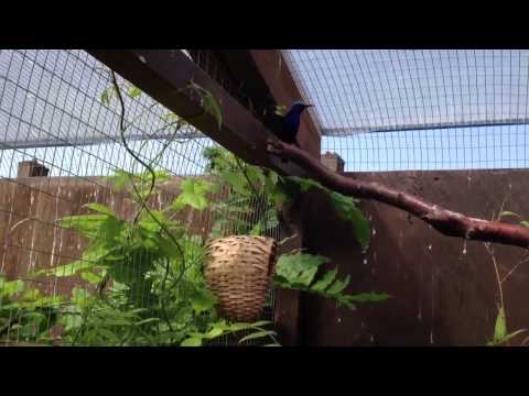 Red legged honeycreeper