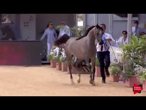 N.3 D SHIHANAH - Menton 2018 - Yearling Fillies (Class 1A)