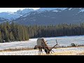 Largest Elk Bull Sheds His Antlers