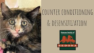Cat Behavior: Counter Conditioning & Desensitization