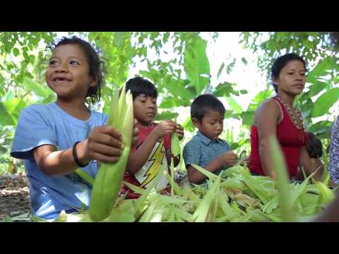 Avatchi Nhemongarai  - Tekoa Tarumã