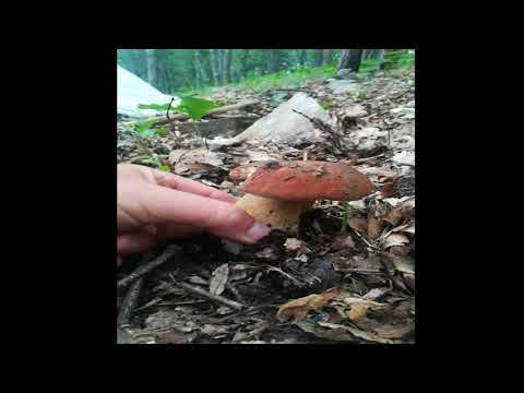 FUNGHI PORCINI IN CALABRIA ( caloveto )