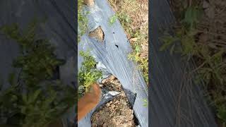 Download lagu Cabe Rawit Murah , Cabut Saja !!!! mp3 Download lagu Cabe Rawit Murah , Cabut Saja !!!! mp3