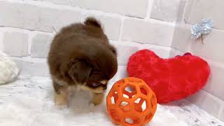 チワワ（ロング）の動画01