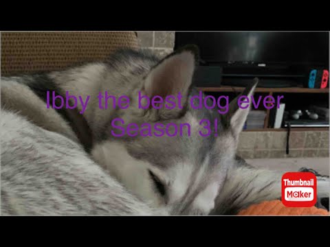 Ibby the best dog ever season 2 episode 6