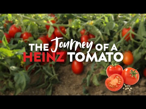 The Journey of The Heinz Tomato From Seed to Sauce