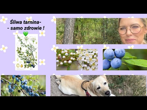 Śliwa tarnina i jej tajemnice !