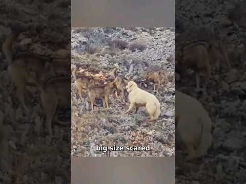 Coyote Encounter! Brave Great Pyrenees dog STANDS FEARLESS